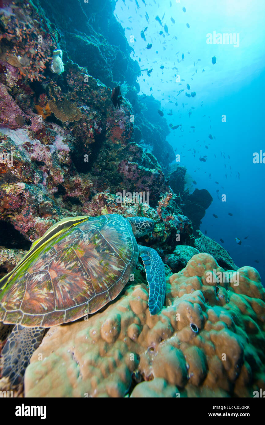 Green Sea Turtle (Chelonia mydas) on a coral sea wall off Bunaken Island, North Sulawesi, Indonesia. Stock Photo