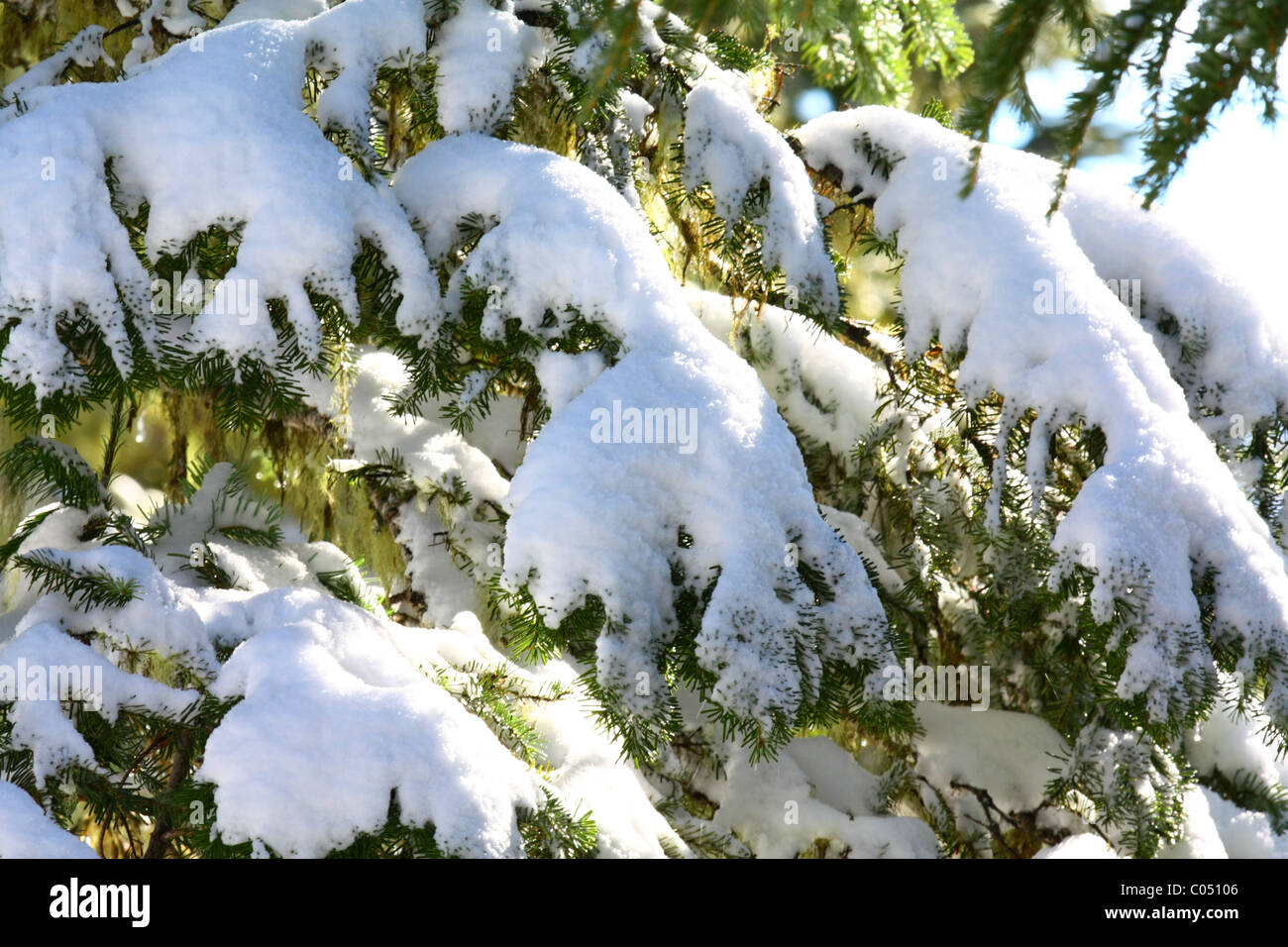 Snow covered pine tree branches and needles.  Christmas tree. Stock Photo