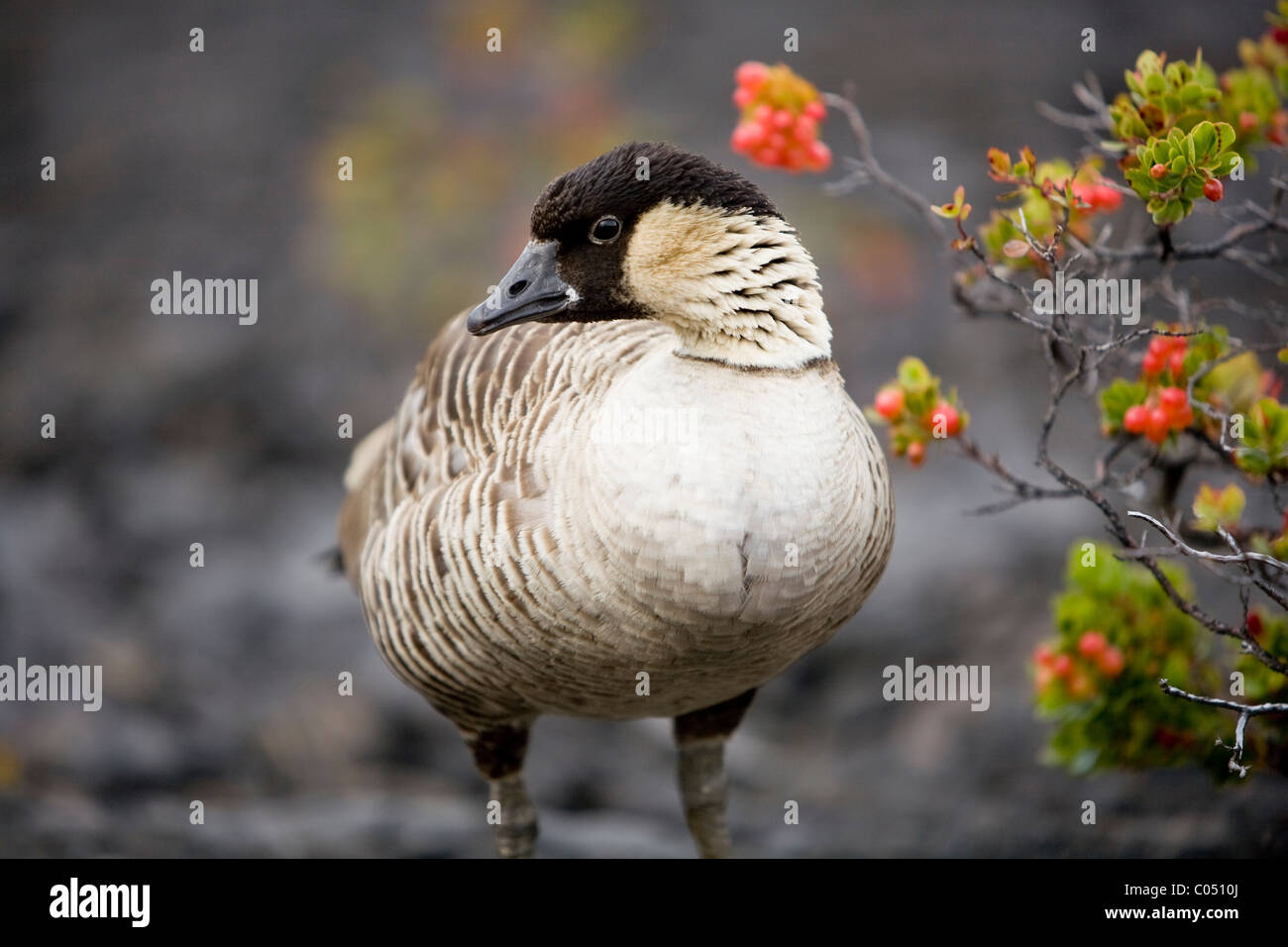 Hawaiian State bird, Nene at the Kilauea Volcano Stock Photo Alamy