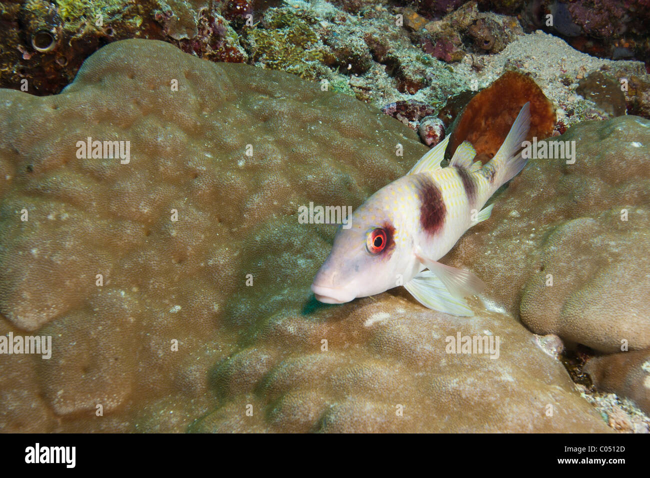Doublebar Goatfish (Parupeneus crassilabris) on a tropical coral reef off Bunaken Island in North Sulawesi, Indonesia. Stock Photo