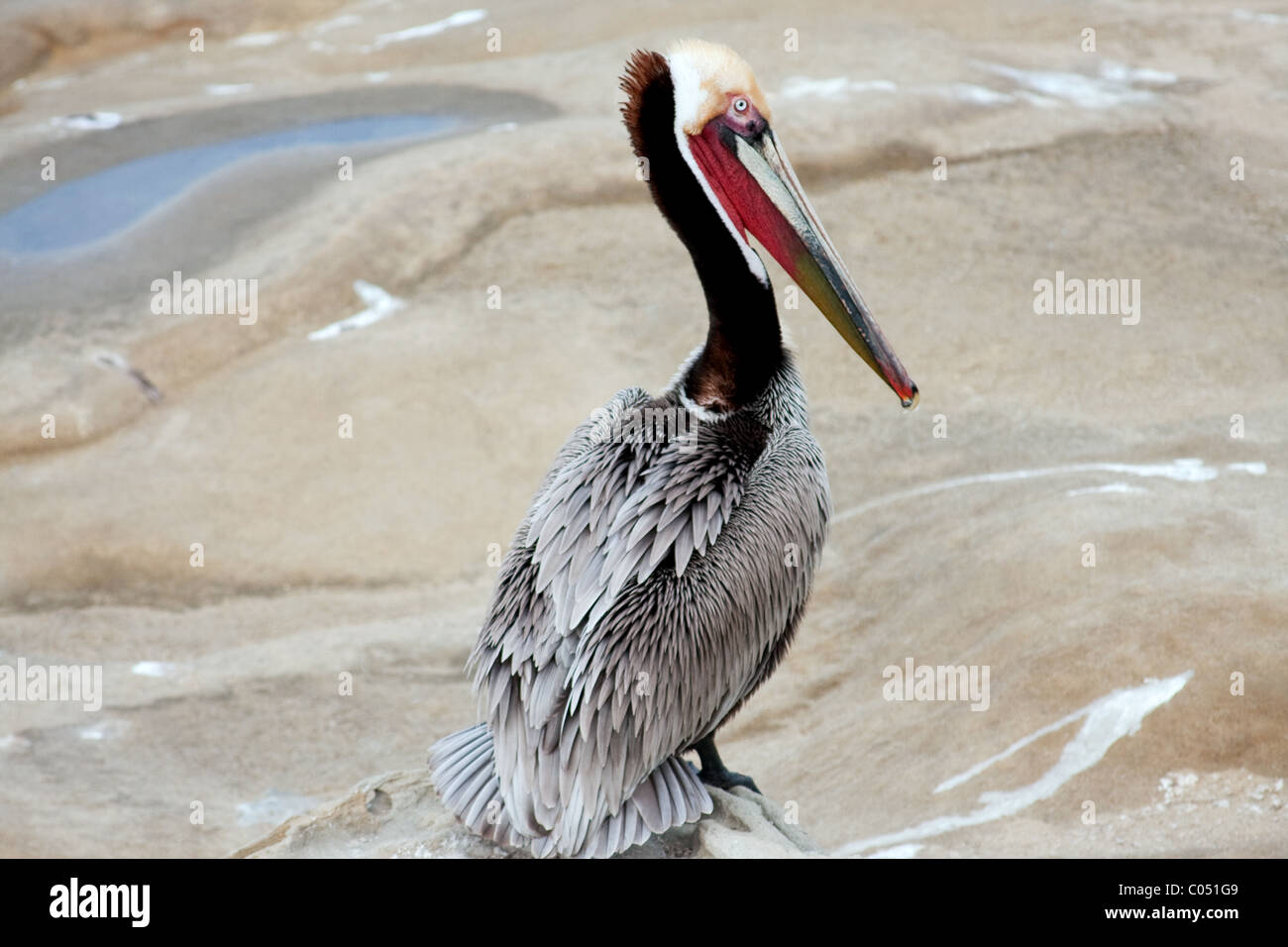 California Brown Pelican Stock Photo - Alamy
