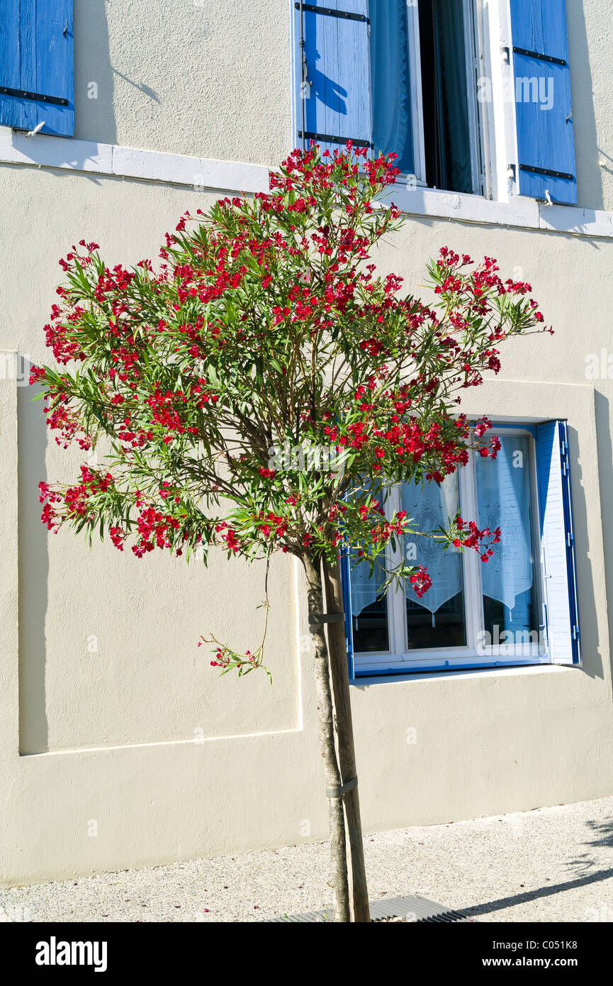 Oleander Trees in front of House with Blue Shutters Stock Photo