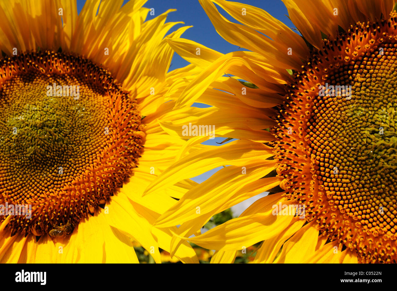 Sunflowers against a clear blue sky Stock Photo