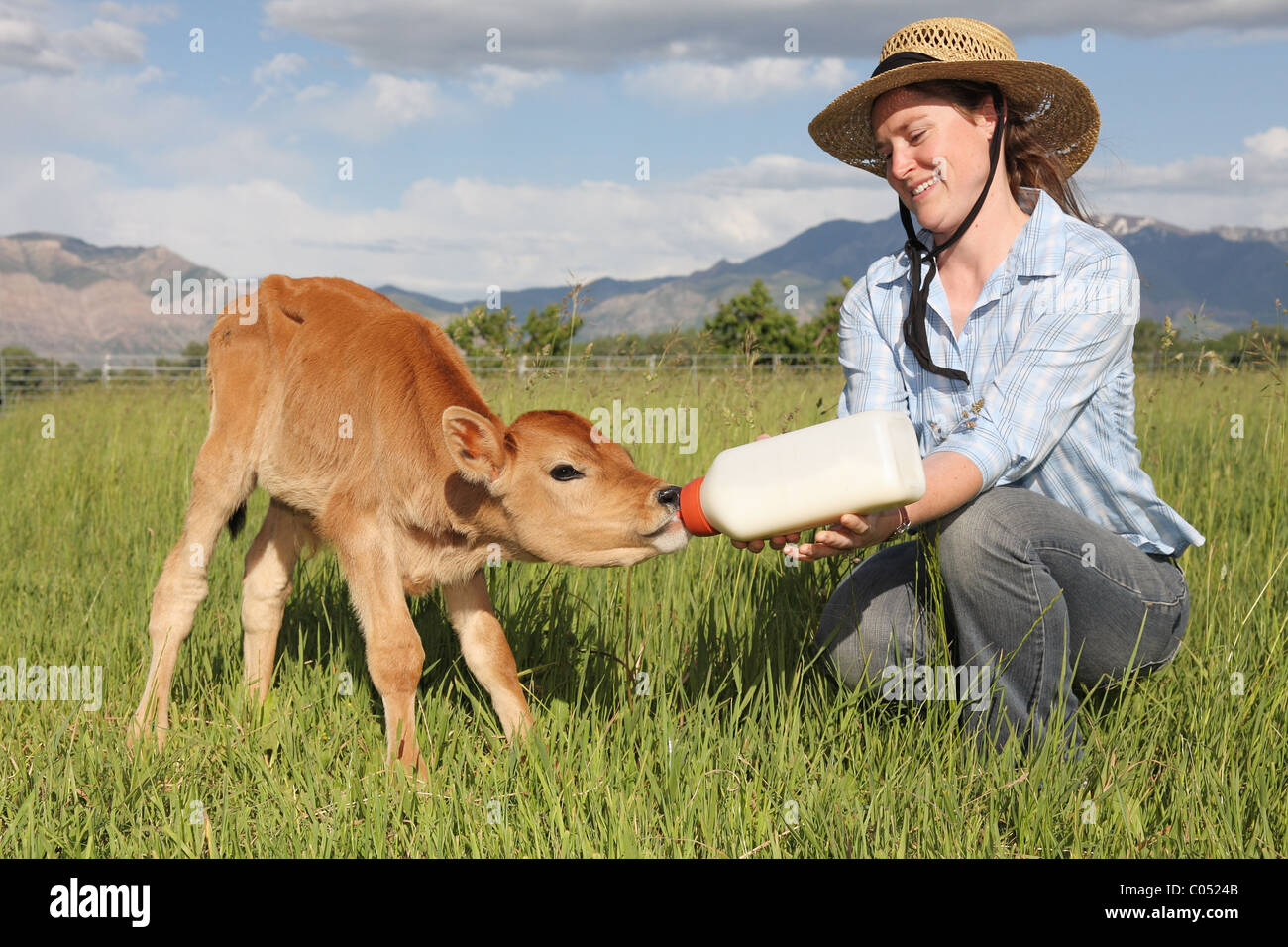 woman feeding milk bottle to cute baby cow Stock Photo