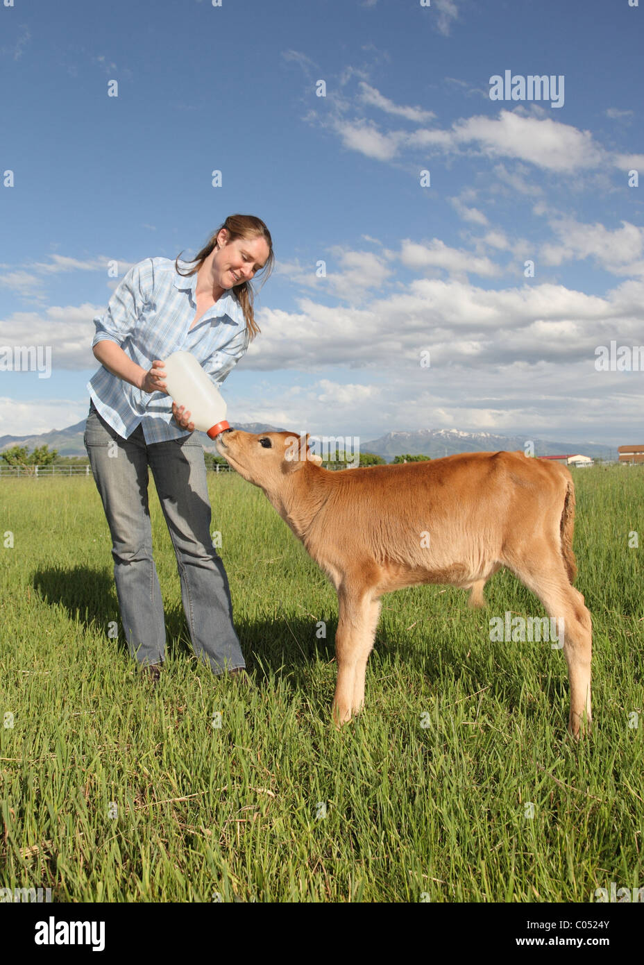 Baby Cow Feeding Stock Photos & Baby Cow Feeding Stock Images - Alamy