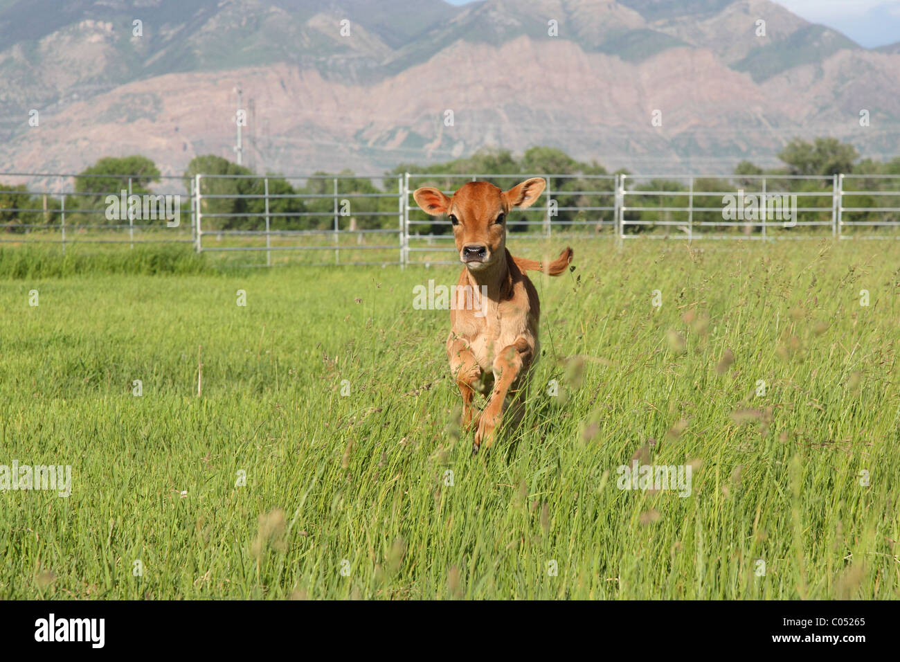 Running Cow And Calf Stock Photos & Running Cow And Calf Stock Images Alamy