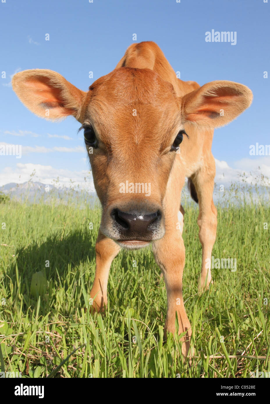 Cute Cow And Calf
