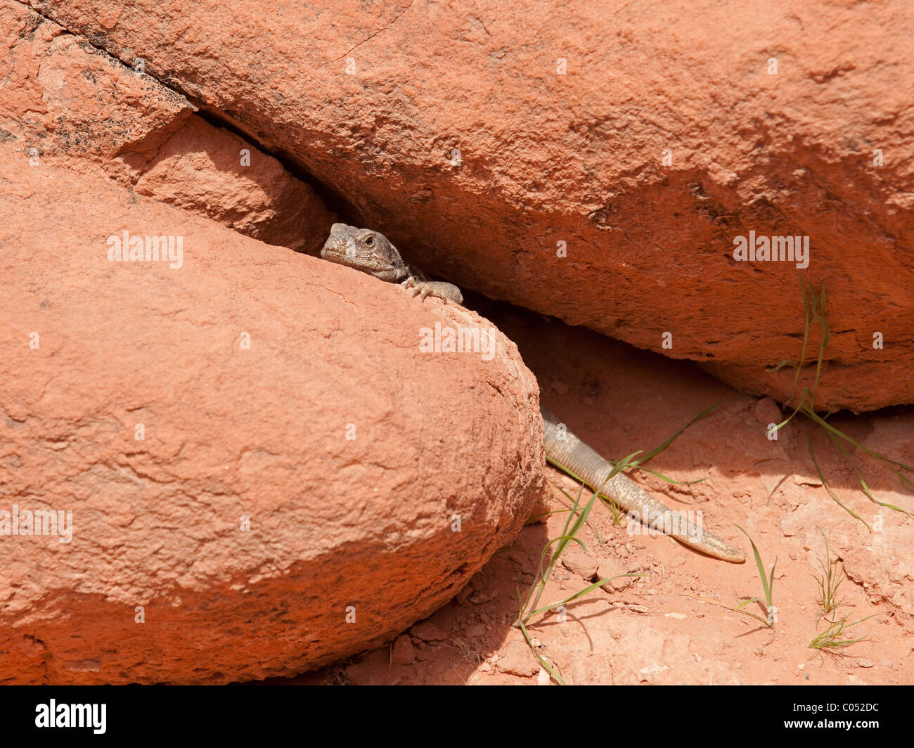 A Common Chuckwalla (Sauromalus ater) peers over a rock at the edge of the Mojave Desert in Nevada's Valley of Fire State Park. Stock Photo