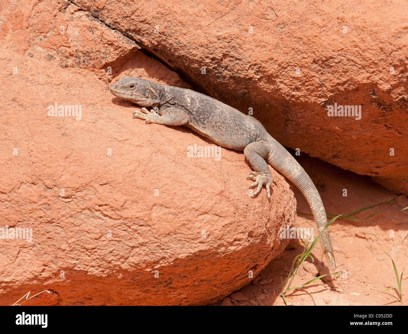 A Common Chuckwalla (Sauromalus ater), either a female or a juvenile, in Valley of Fire State Park, Nevada Stock Photo