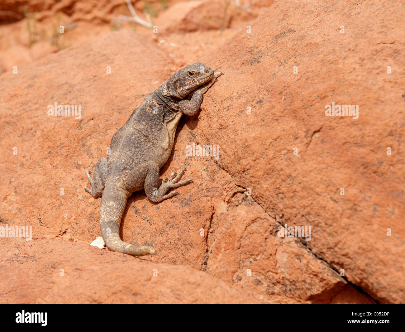 A Common Chuckwalla (Sauromalus ater), either a female or a juvenile, in Nevada's Valley of Fire State Park. Stock Photo
