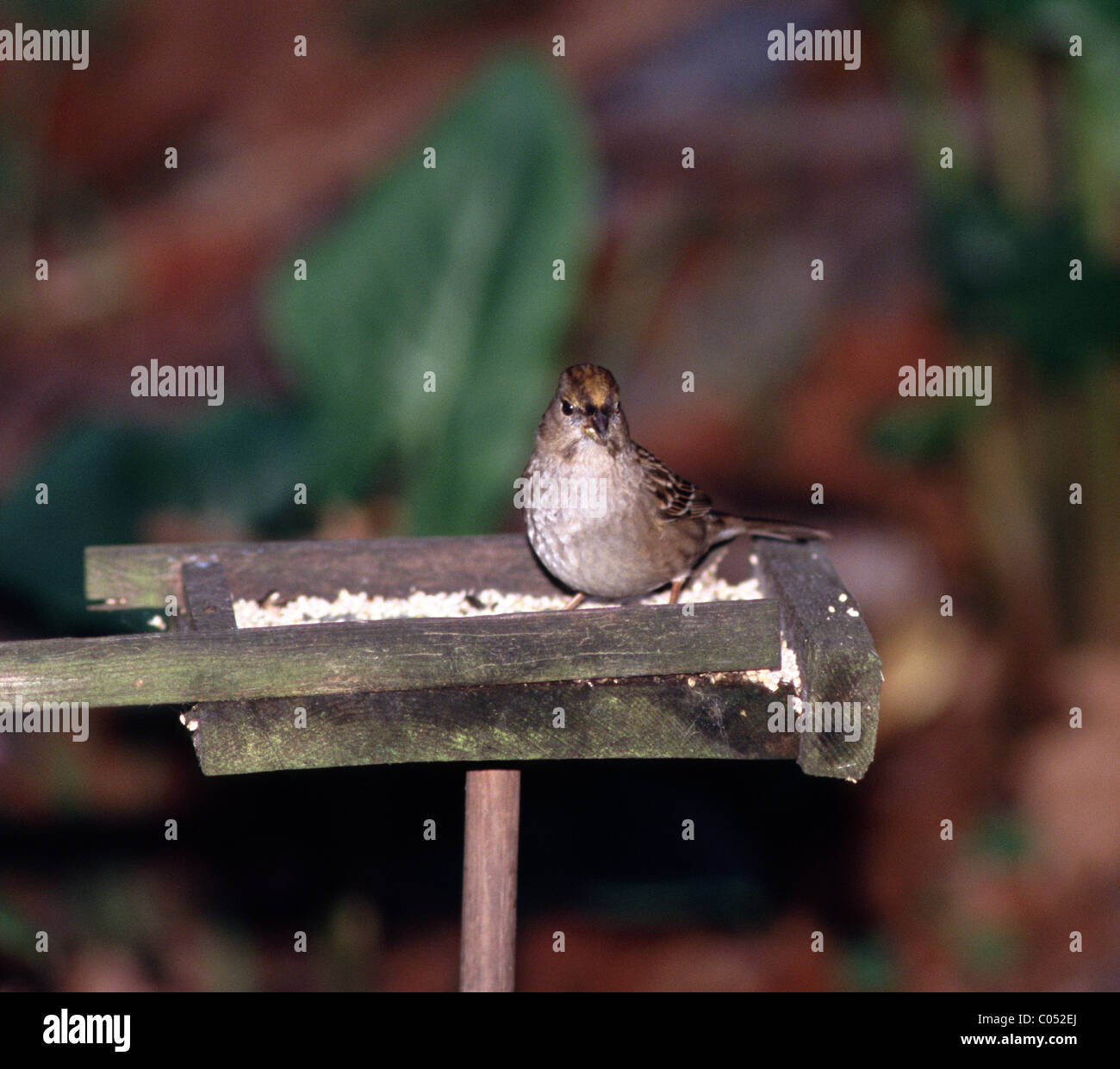 Golden Crowned Sparrow Zonotrichia Atricapilla On Backyard Bird