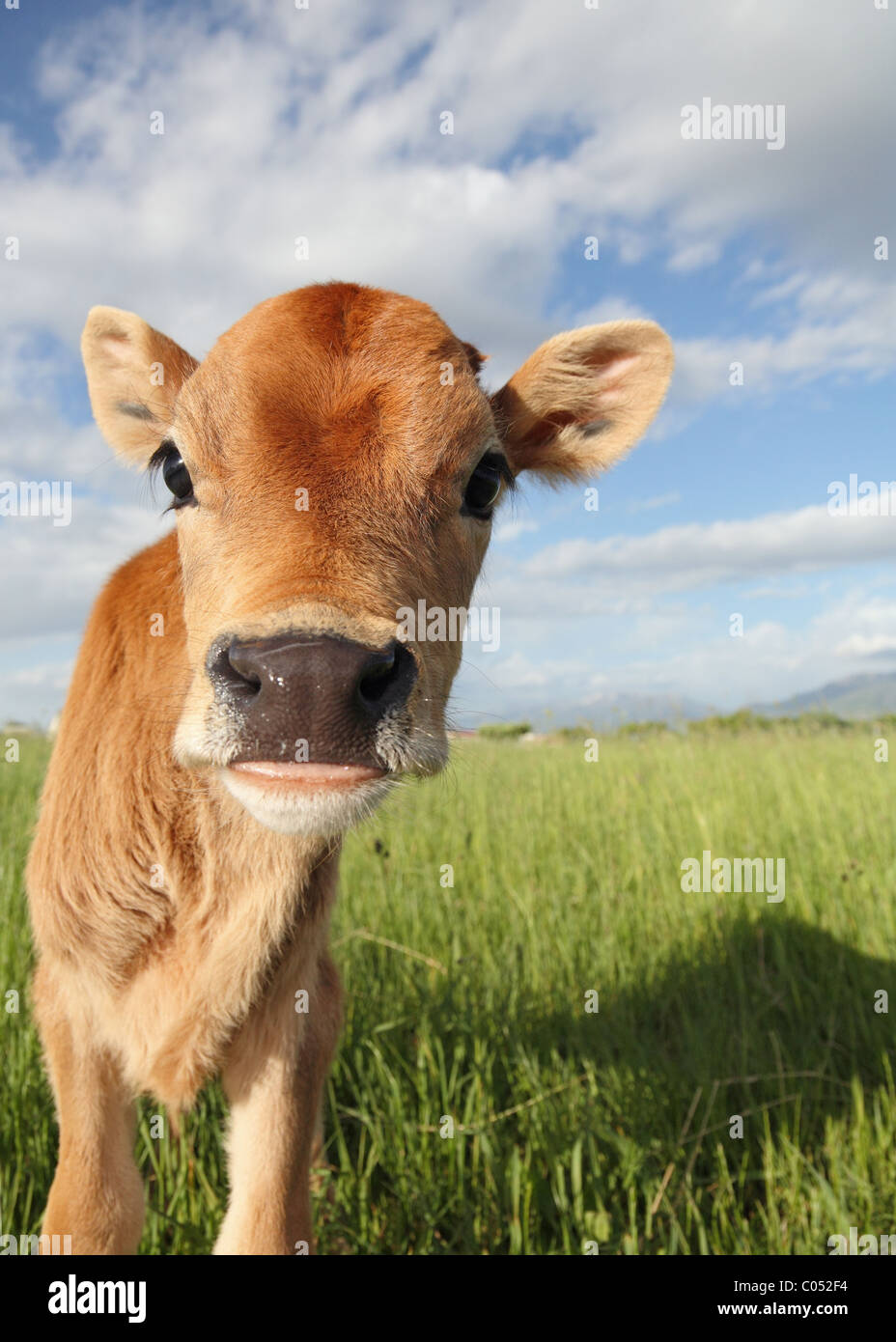 funny baby calf closeup in grassy meadow Stock Photo Alamy