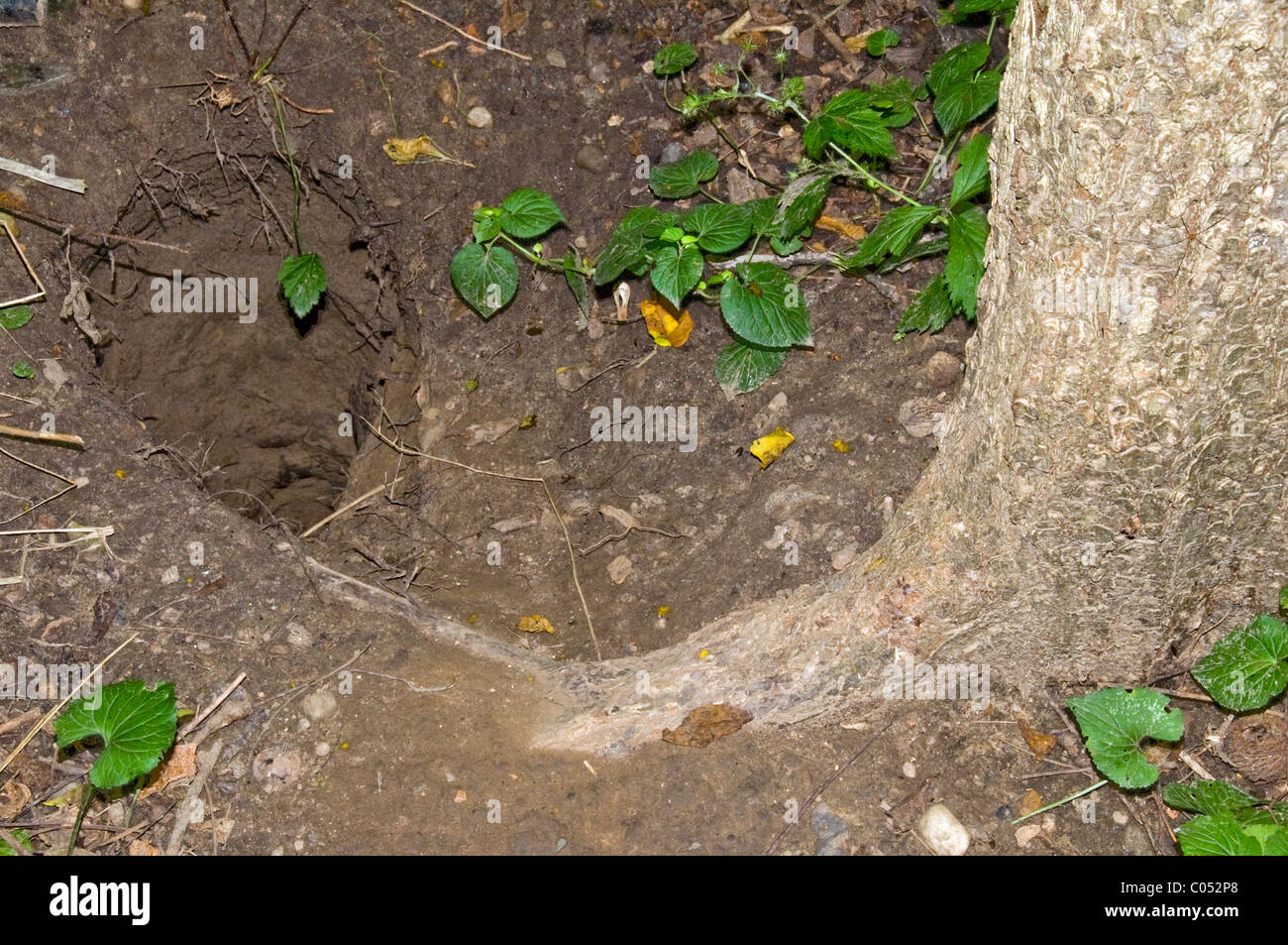 Hole in ground, home for animal Ohio USA Stock Photo - Alamy