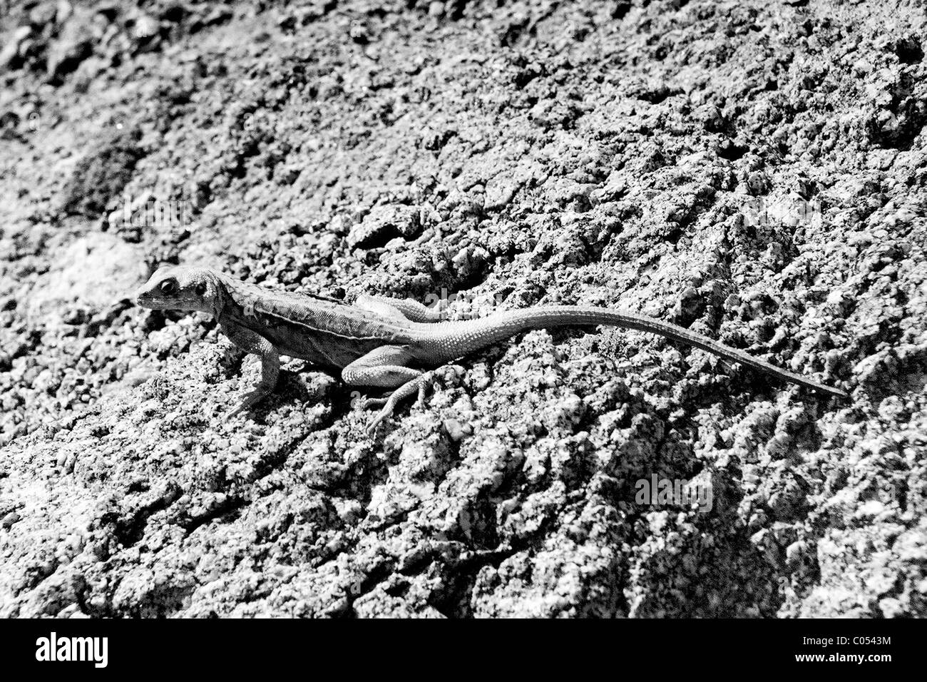 A lizard suns on a rock in Ladakh, India. Stock Photo