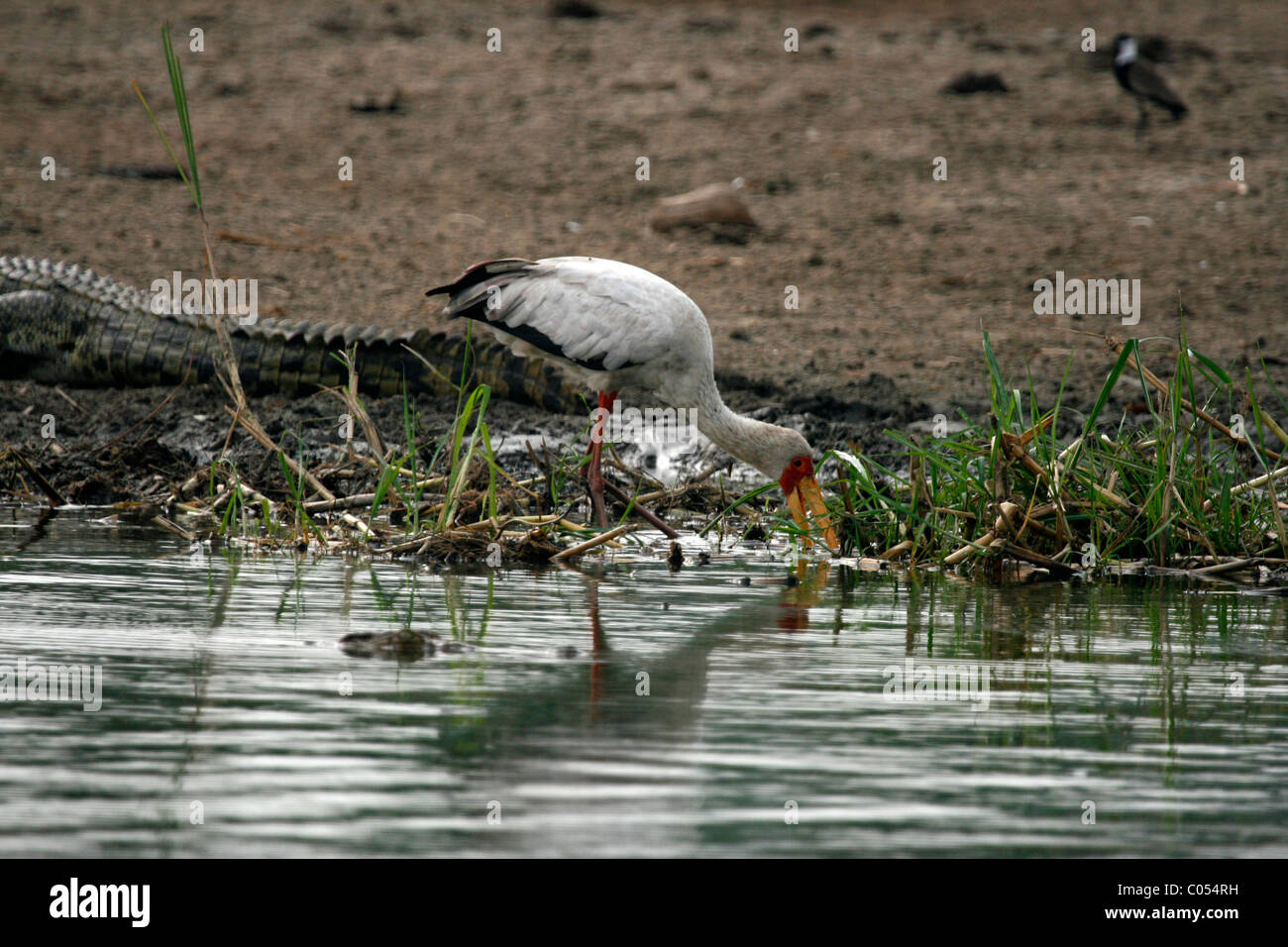 Yellow billed stork and crocodile by the Kazinga Channel in Queen Elizabeth National Park, western Uganda Stock Photo