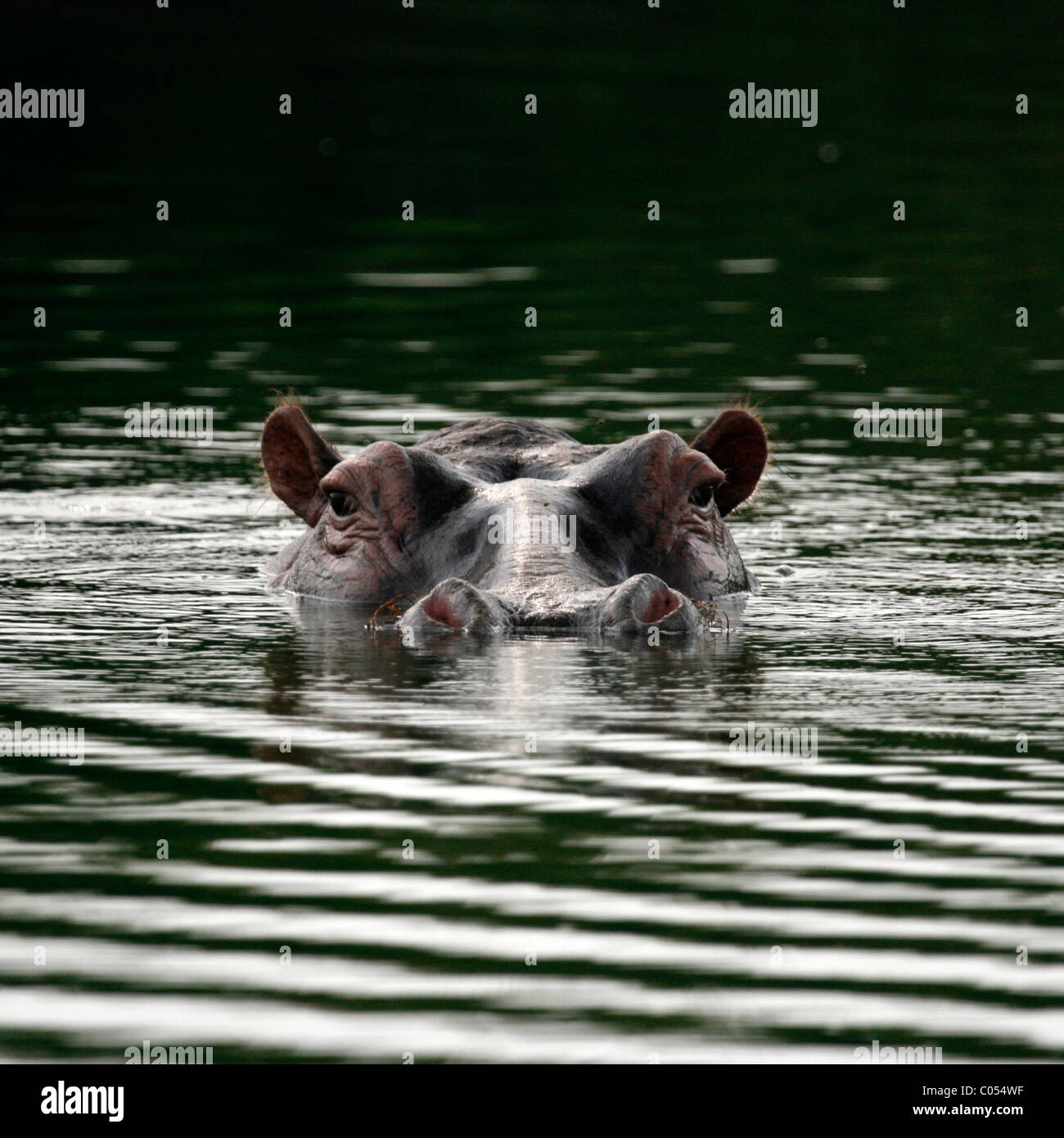 Horizontal hippo hi-res stock photography and images - Alamy