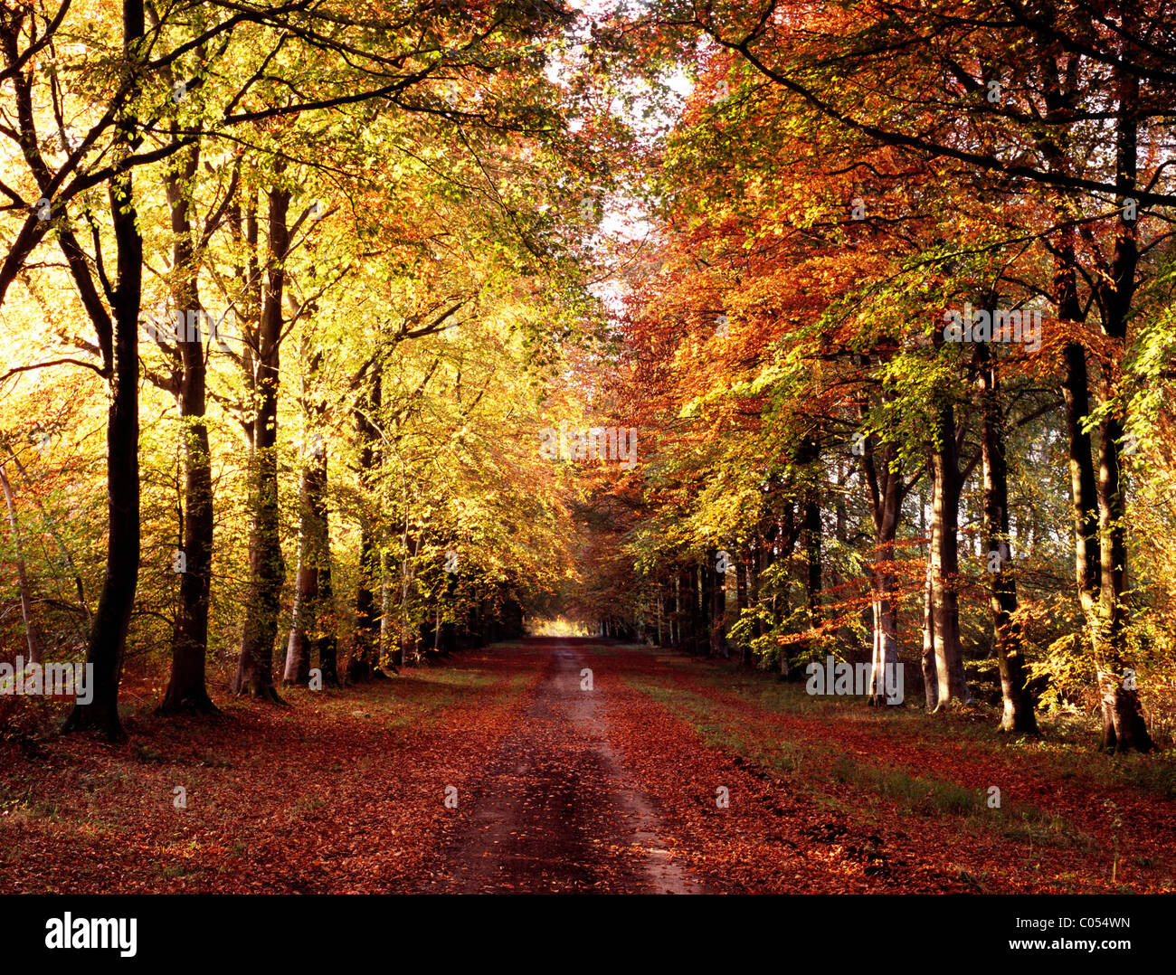 The long avenue of beech trees known as First Broad Drive running through Grovely Wood in Wiltshire, England. Stock Photo
