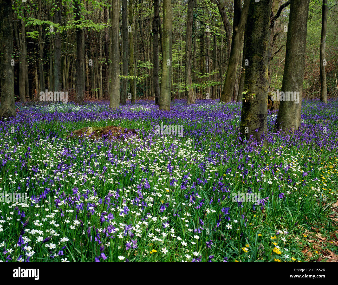 Greater stitchwort (stellaria holostea) growing amongst bluebells (hyacinthoides non-scripta) in a woodland in Wiltshire, UK. Stock Photo
