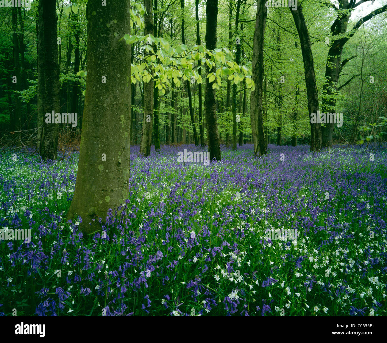 Bluebells (hyacinthoides non-scripta) growing amongst greater stitchwort (stellaria holostea) in a woodland in Wiltshire, UK. Stock Photo