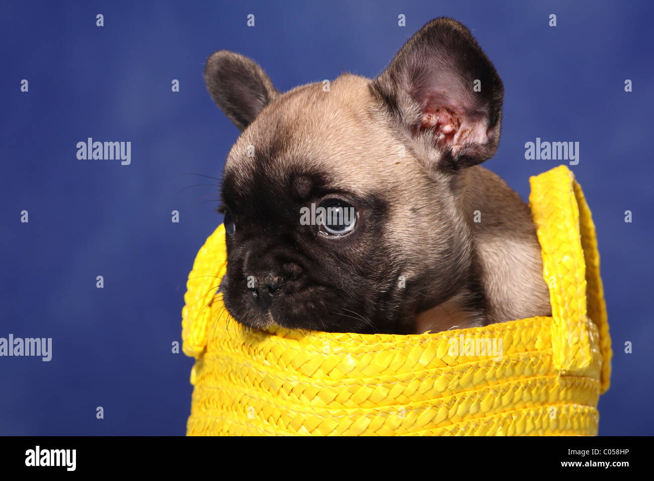 French Bulldog Puppy in bag Stock Photo Alamy