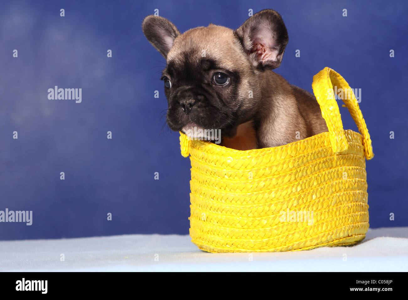 French Bulldog Puppy in bag Stock Photo Alamy