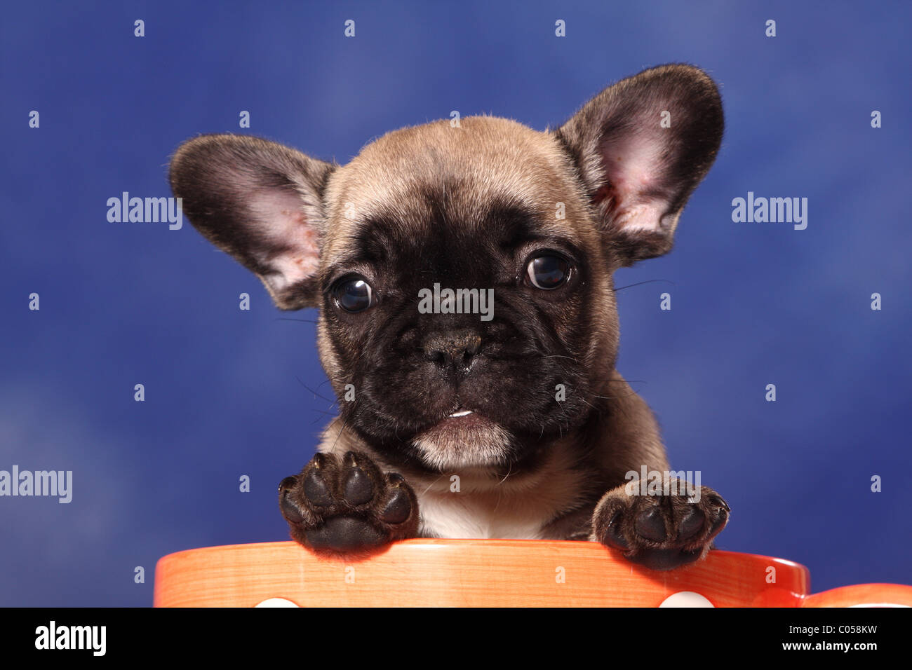 French Bulldog puppy in cup Stock Photo - Alamy