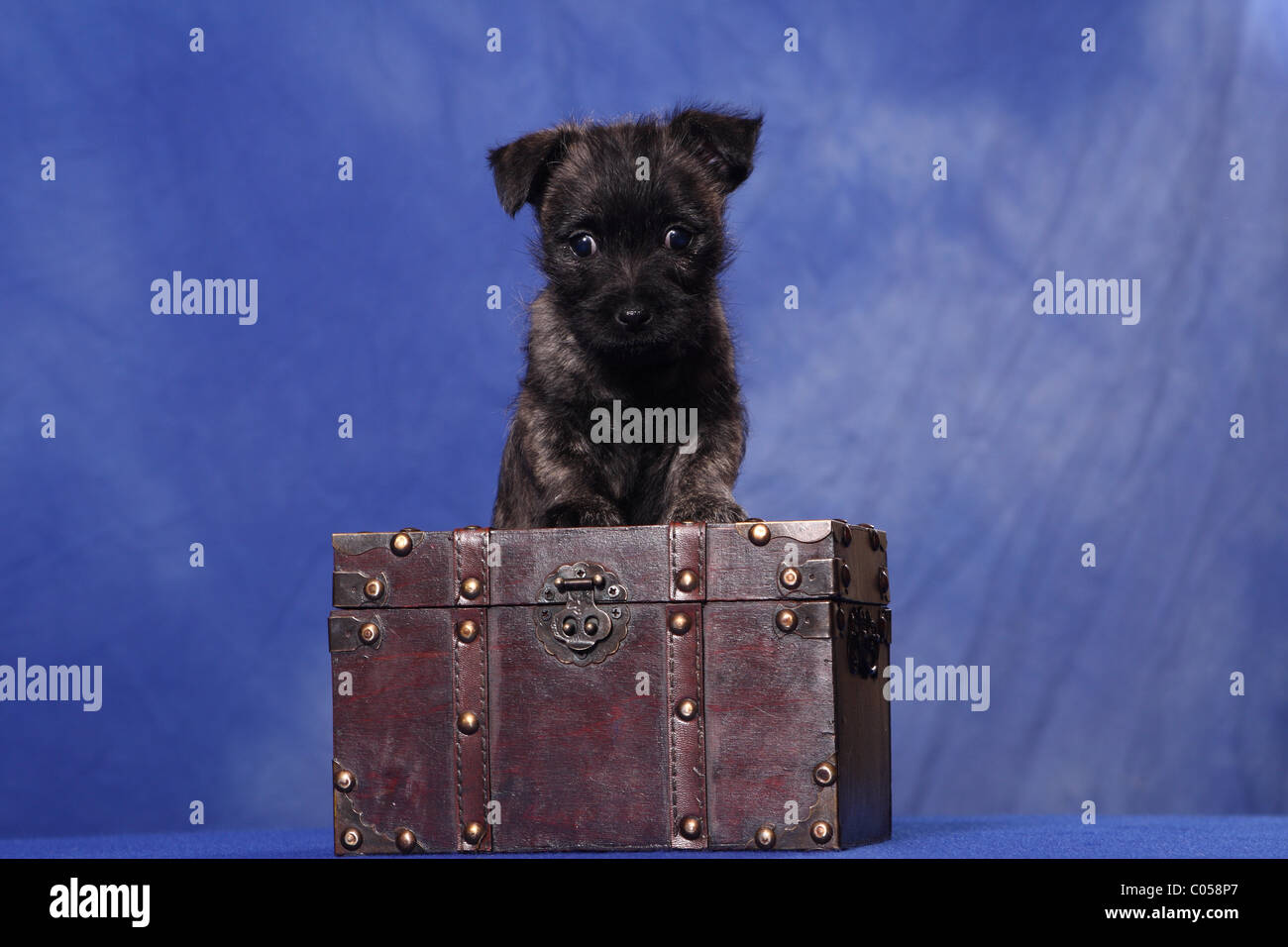 Cairn Terrier puppy Stock Photo