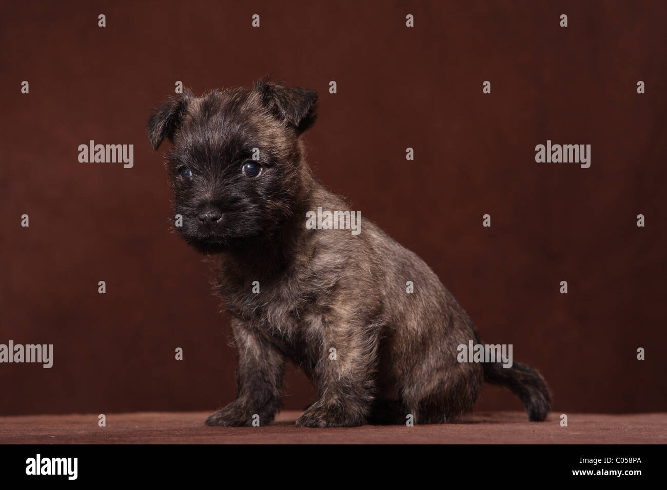 Cairn Terrier puppy Stock Photo