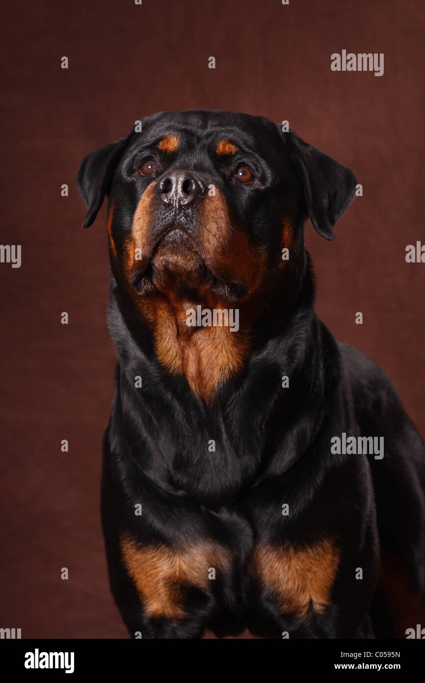 Rottweilers hi-res stock photography and images - Alamy