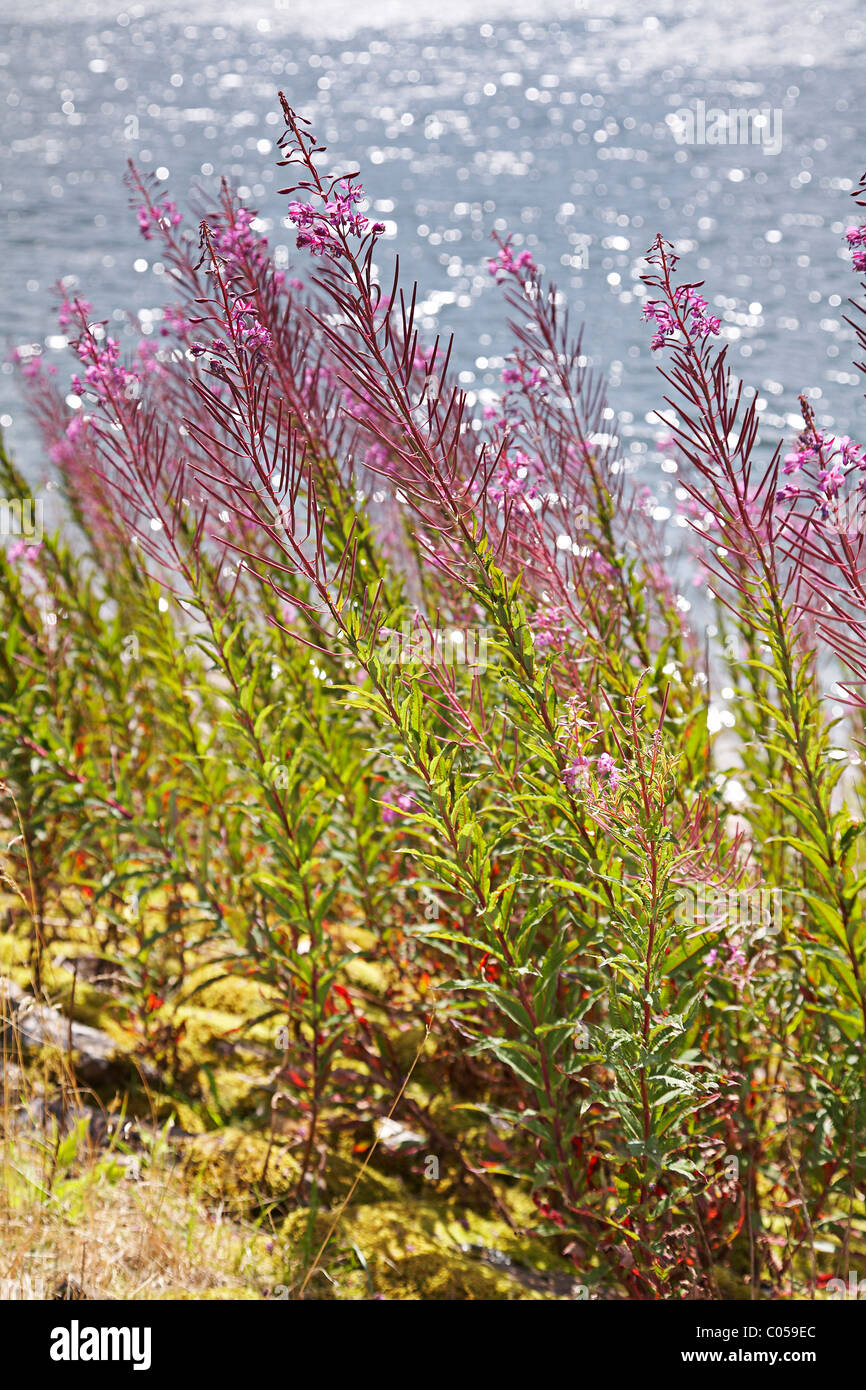 Rosebay willow herb hi-res stock photography and images - Alamy