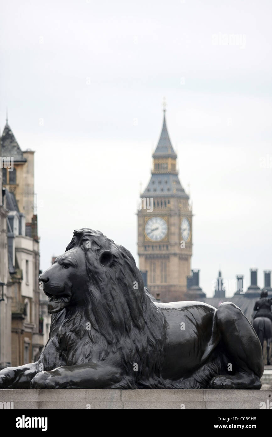 One of the Lions around Nelson's column, Trafalgar Square, London, with Big Ben in the background Stock Photo