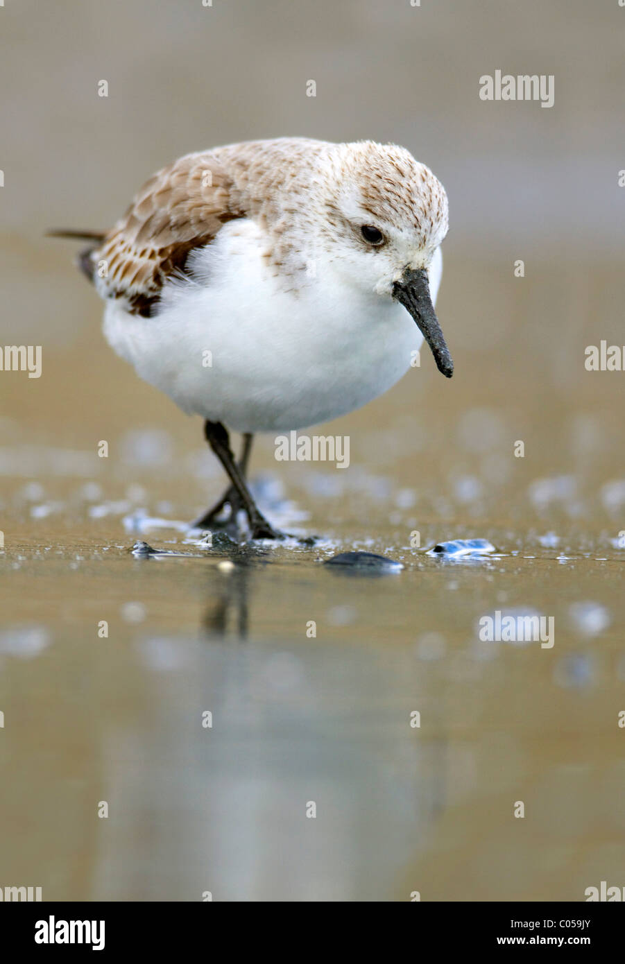 Sanderling; Calidris alba; Marazion; Cornwall Stock Photo