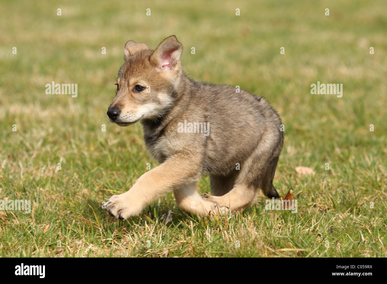 Saarloos Wolfdog Puppy Stock Photo Alamy