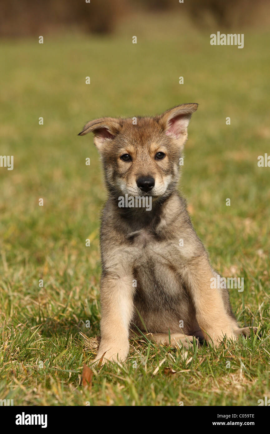 Saarloos Wolfdog Puppy Stock Photo - Alamy