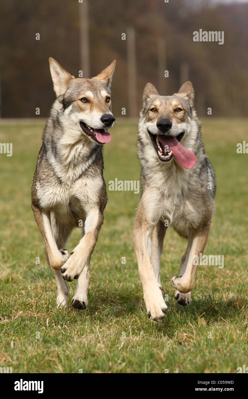Saarloos Wolfdog Stock Photo