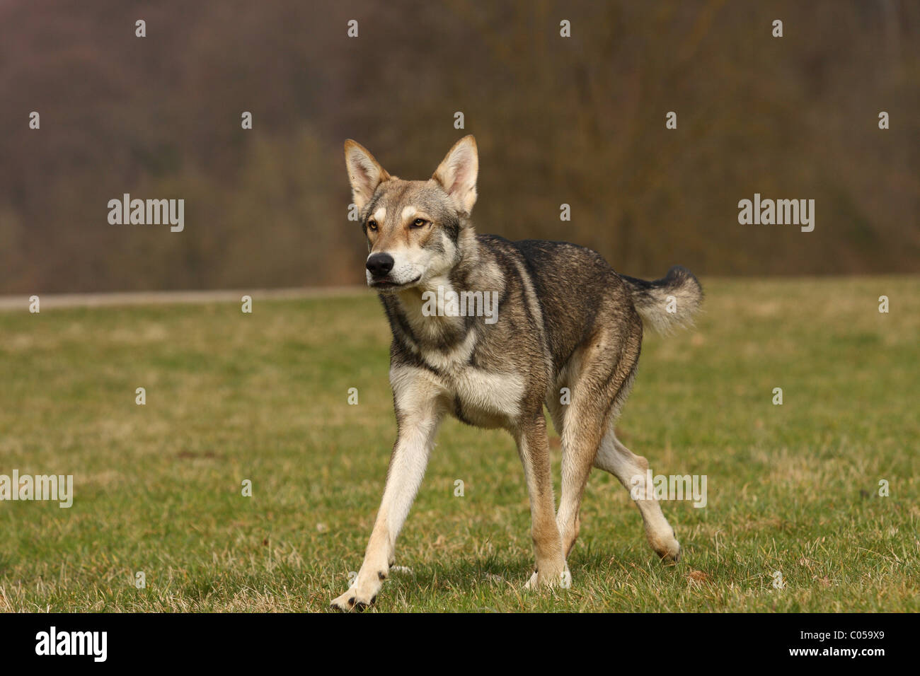 Saarloos Wolfdog Stock Photo
