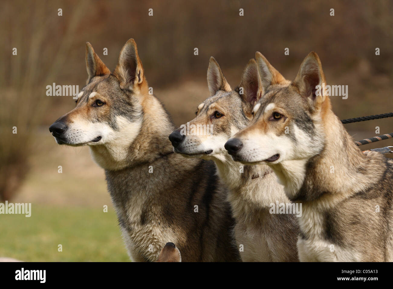 Saarloos Wolfdog Stock Photo