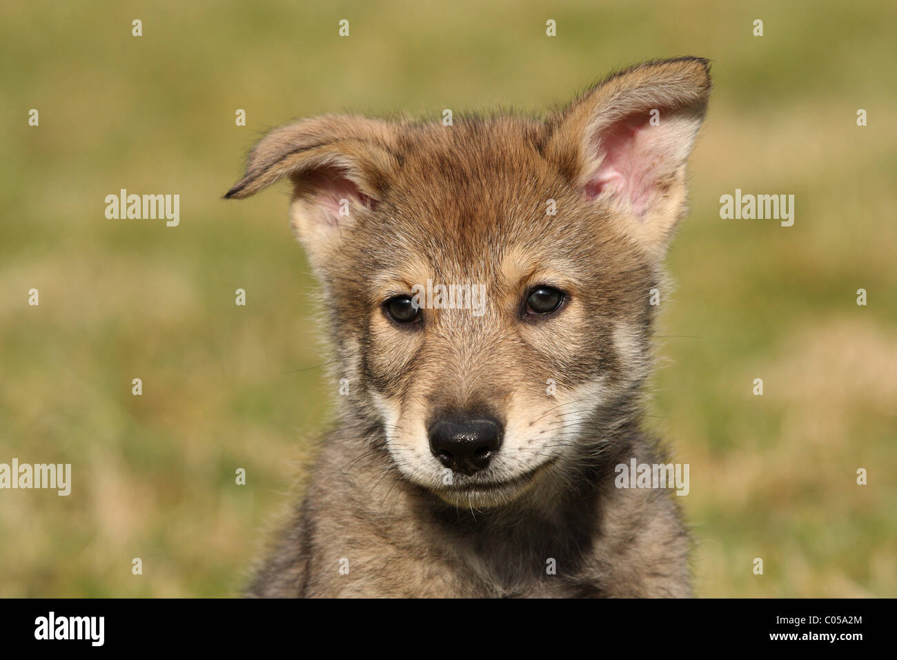 Saarloos Wolfdog Puppy Stock Photo