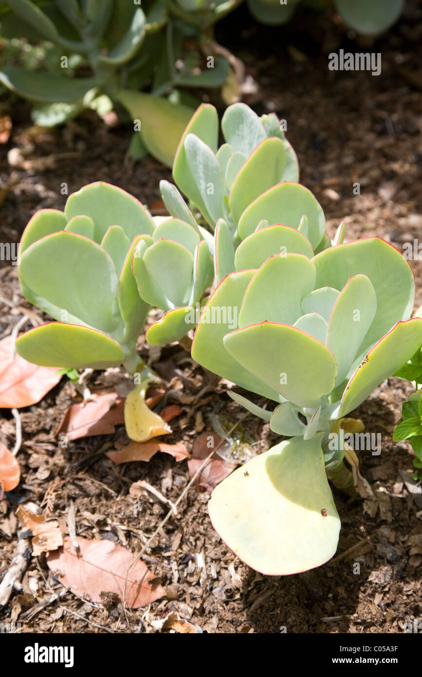 Plakkie or Pigs Ear or Cotyledon Orbiculata 'Shireen' at Kirstenbosch Gardens in Cape Town Stock Photo