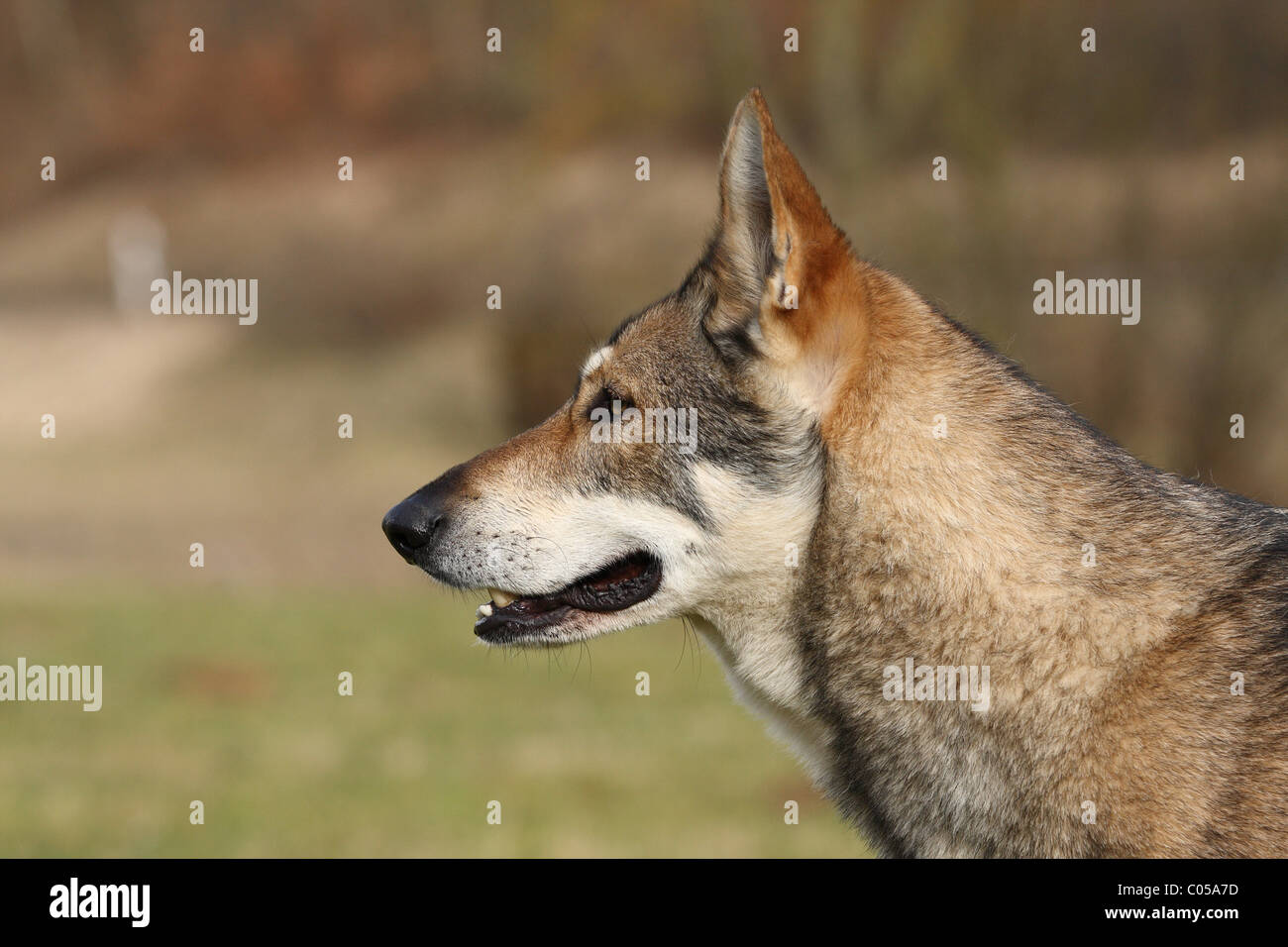 Saarloos Wolfdog High Resolution Stock Photography And Images Alamy