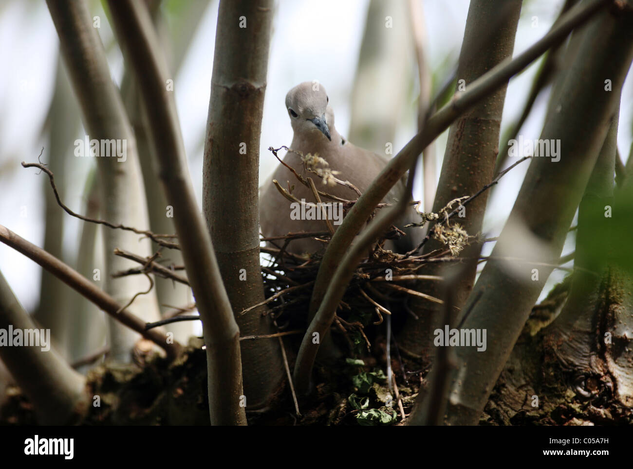 A collared dove Streptopelia decaocto sitting on it's nest Stock Photo