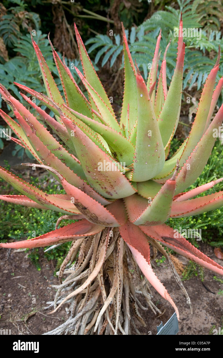 Aloe Ferox or Bitter Aloe at Kirstenbosch Gardens in Cape Town Stock Photo