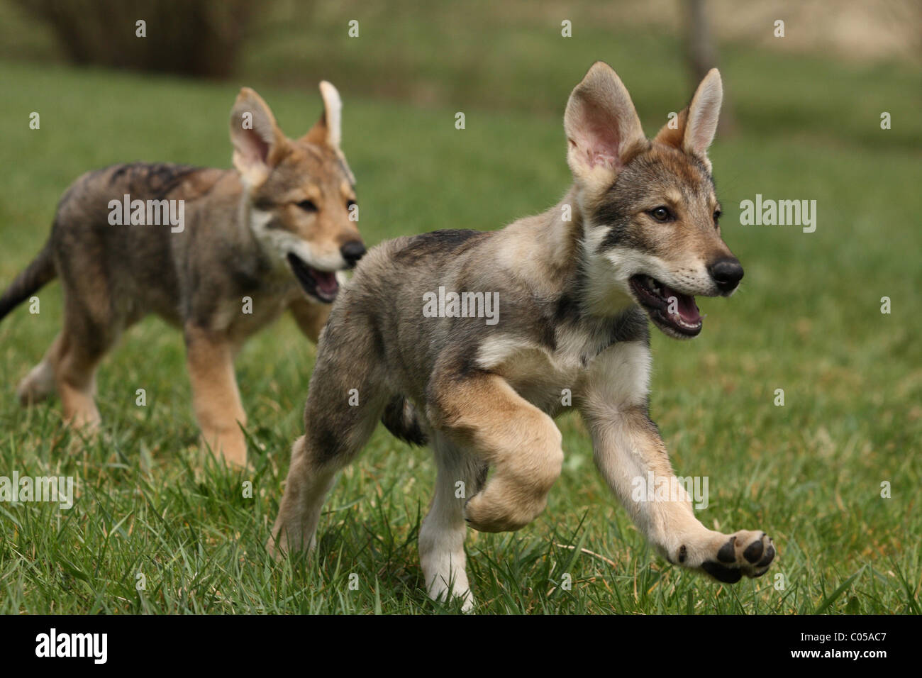 Saarloos Wolfhond High Resolution Stock Photography and Images - Alamy