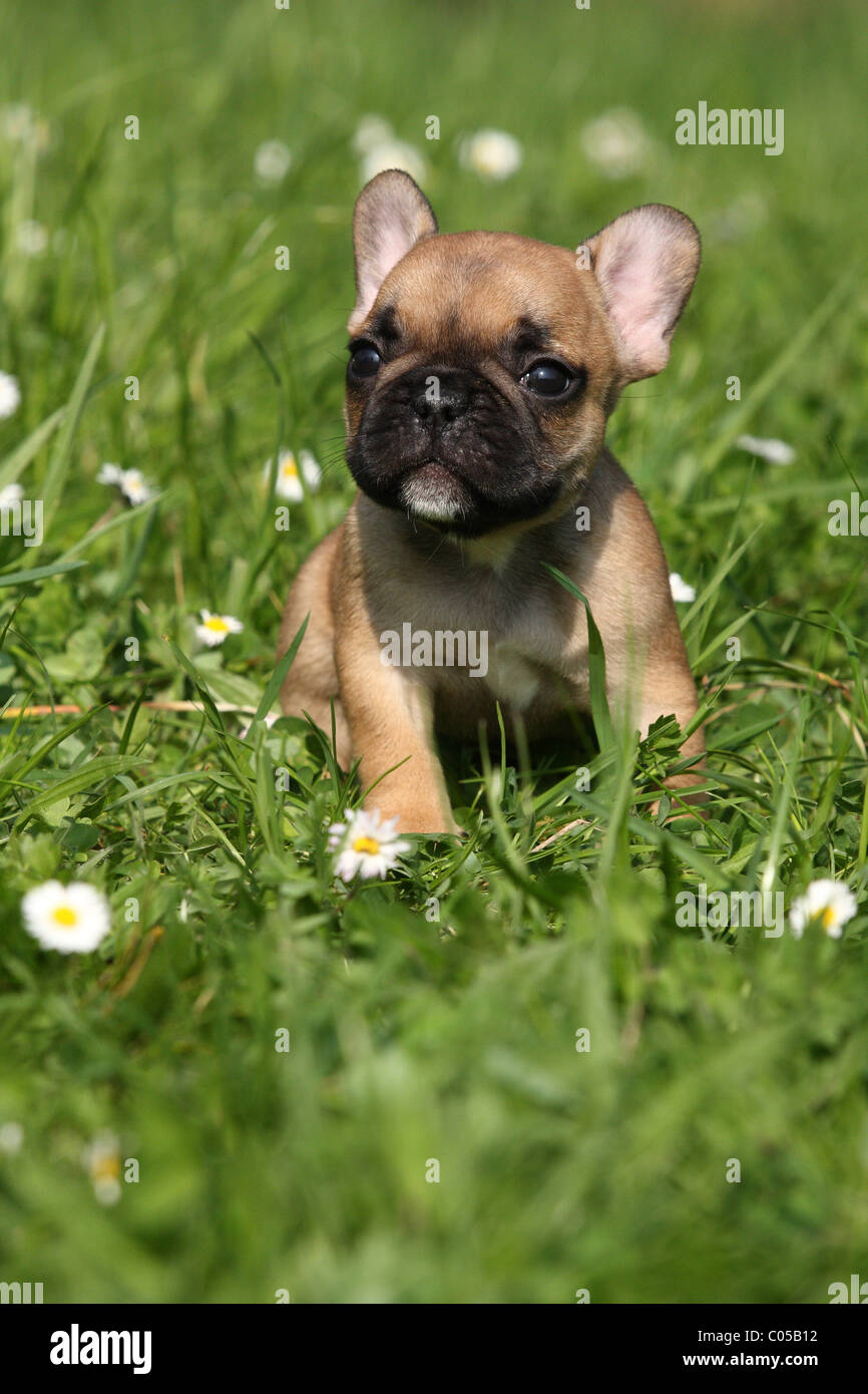 French Bulldog Puppy Stock Photo Alamy