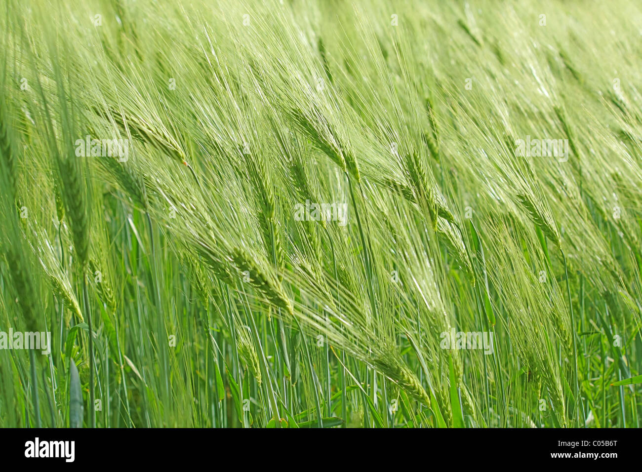 Crop green agriculture hi-res stock photography and images - Alamy