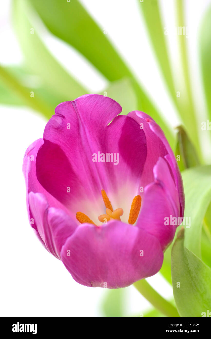 violet tulip Stock Photo
