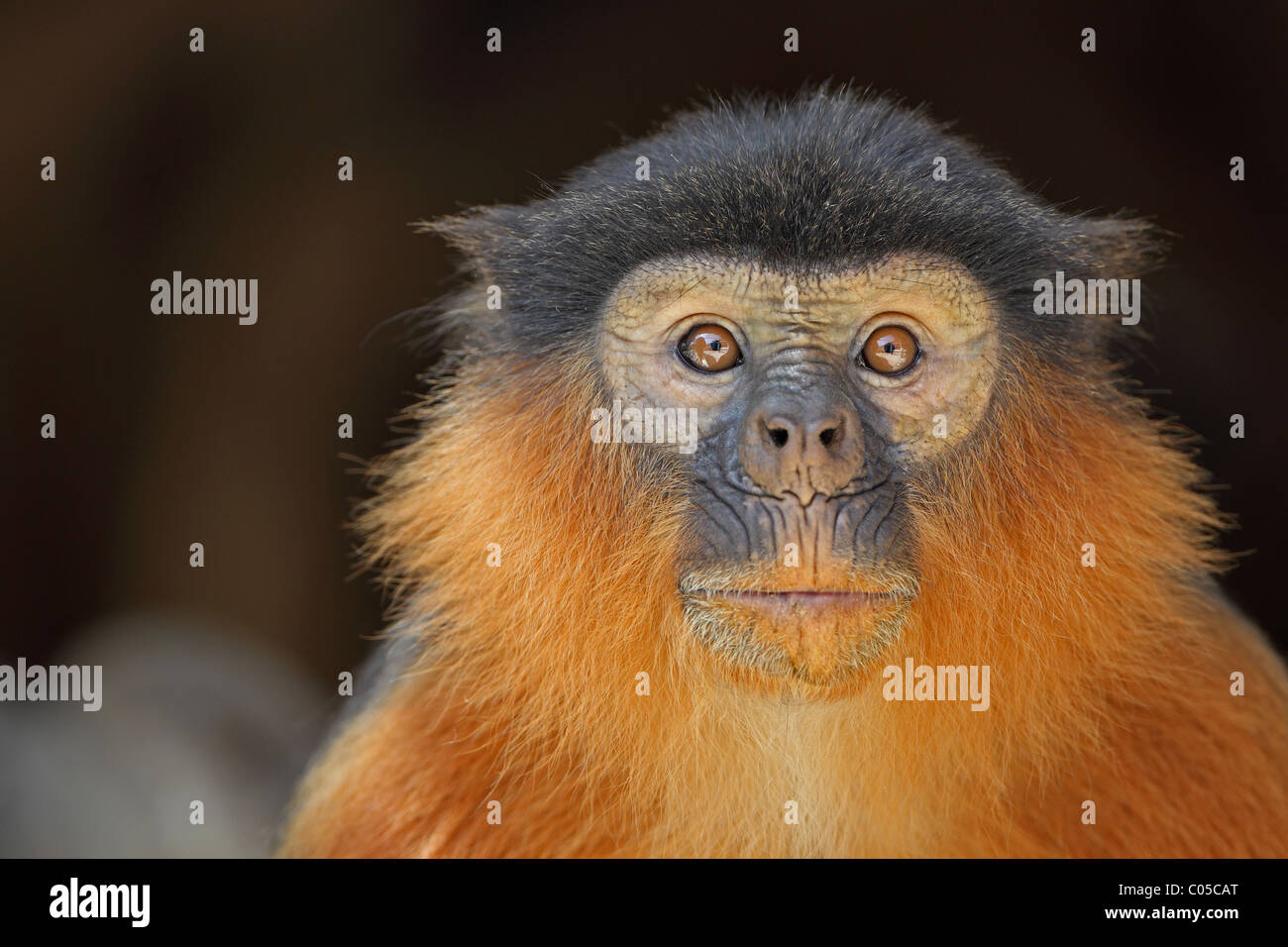 Western Red Colobus (Piliocolobus badius Stock Photo - Alamy