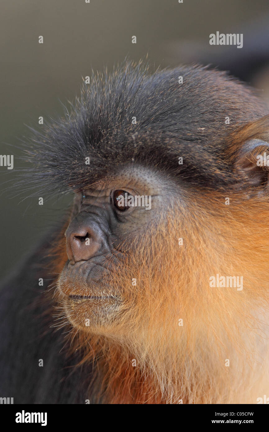 Western Red Colobus (Piliocolobus badius) Stock Photo