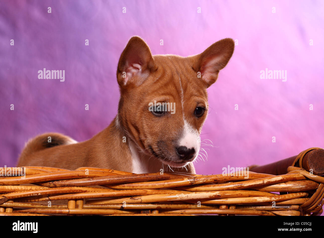 Basenji puppy Stock Photo