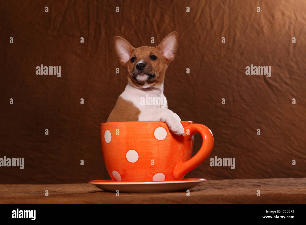 teacup basenji